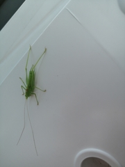 Meconema meridionale