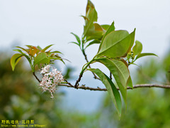 Ehretia longiflora
