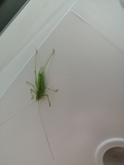 Meconema meridionale