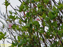 Rhododendron mariesii