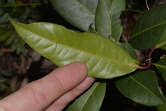 Rhodomyrtus psidioides