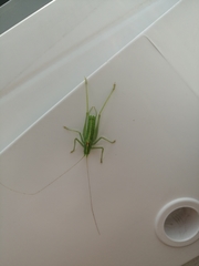 Meconema meridionale