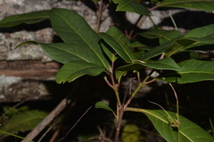 Rhodomyrtus psidioides