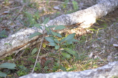 Rhodomyrtus psidioides