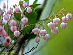Vaccinium wrightii
