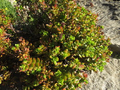 Crassula undulata