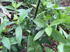 Daucus carota sativus