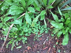 Daucus carota sativus