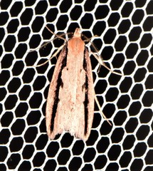 Leptocroca sanguinolenta