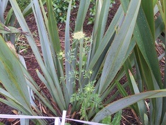 Daucus carota sativus