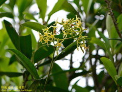 Anodendron affine