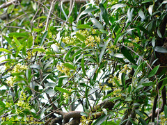 Anodendron affine
