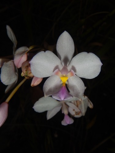 Spathoglottis papuana