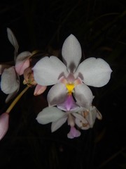 Spathoglottis papuana