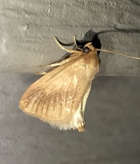 Tortricidia testacea