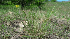 Festuca pseudovaginata