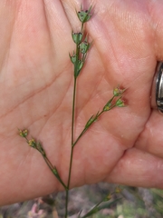 Bupleurum affine