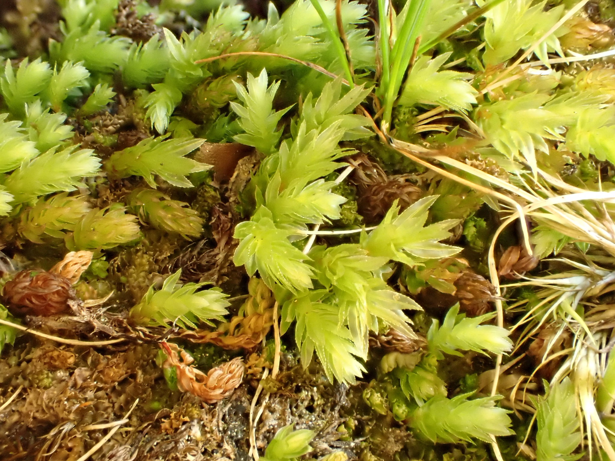 Mnium thomsonii