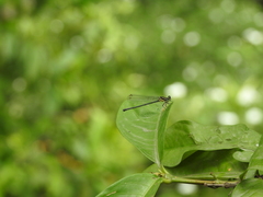 Calicnemia pulverulans