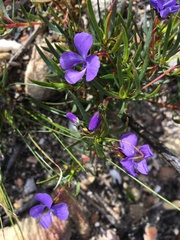 Viola decumbens scrotiformis