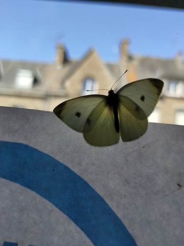Pieris rapae