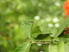 Calicnemia pulverulans