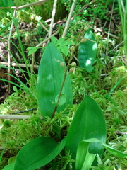 Neottia bifolia