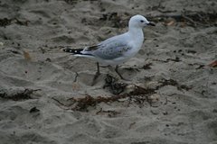 Chroicocephalus novaehollandiae scopulinus