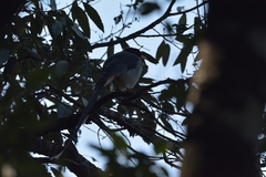 Urocissa erythroryncha