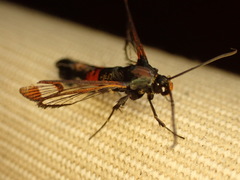 Synanthedon formicaeformis