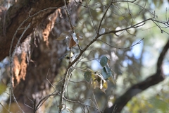 Machlolophus xanthogenys