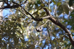 Dendrocoptes auriceps