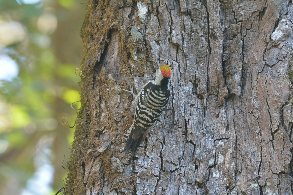Brown-fronted Woodpecker