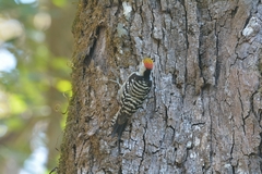 Dendrocoptes auriceps