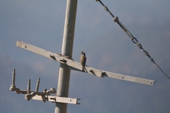 Pycnonotus leucogenys