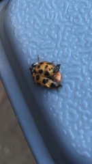 Harmonia axyridis