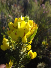 Cyclopia genistoides