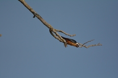 Microhierax caerulescens