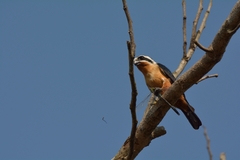Microhierax caerulescens