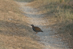 Francolinus francolinus