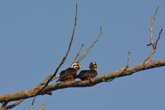 Microhierax caerulescens