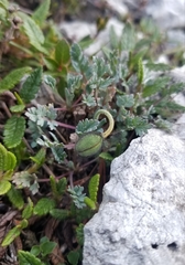 Papaver alpinum