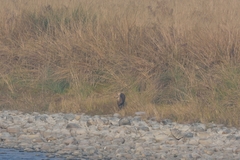 Axis porcinus porcinus