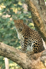 Panthera pardus fusca
