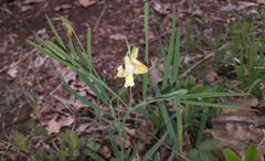 Lathyrus pannonicus collinus