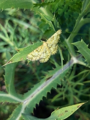 Heliomata glarearia