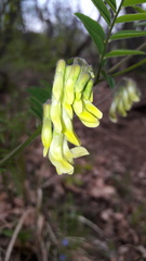 Vicia sparsiflora