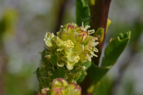 Image of Lawrencia spicata by (c) James (Jim) Duggan, some rights reserved (CC BY-SA)