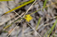 Leptorhynchos nitidulus