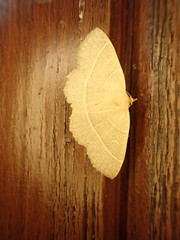 Trisateles emortualis